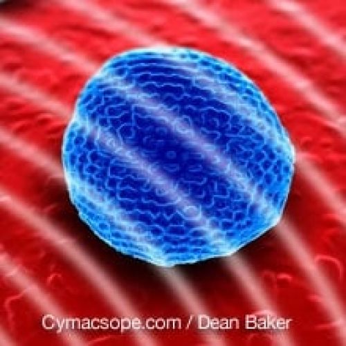 Cymascope 220 Cymascope